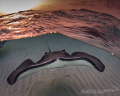   Ready spread my wingsSouthern stingray sandbar  
